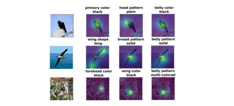 Figure 1. In addition to learning with less data, Huynh's work also aims to provide interpretation for its predictions. In the domain of fine-grained bird recognition, Huynh and his advisor developed a method that not only recognizes the bird in this image, but also point to the attributes appearing in the images that most influence the predictions. This enables users to trust the model's predictions.