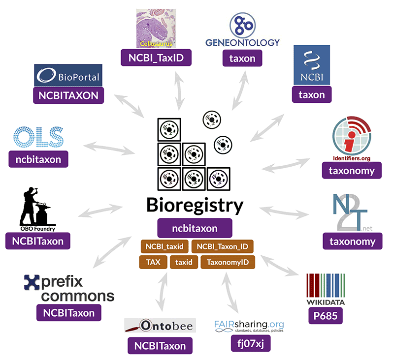 an graphic showing some of the elements that are included in the Bioregistry, including Geneontology, the NCBI, identifiers.org, N2T.net, Wikidata, FAIRsharing.org, Ontobee, prefix commons, OBO Foundry, OLD, BioPortal, and Cellosaurus