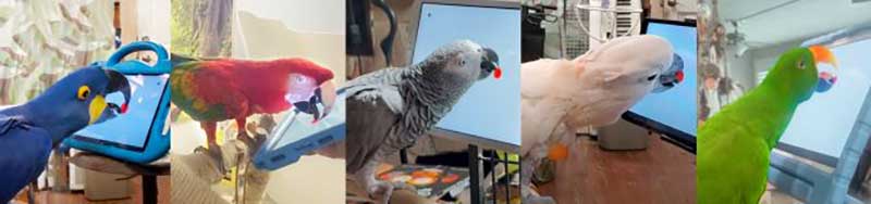 a collage of 5 photos of parrots interacting with Fitt's touch app. Parrots of the following color are shown in the collage: blue, red, gray, white, and green