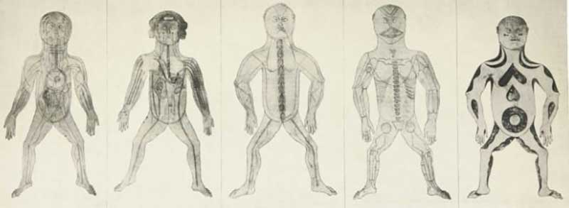 a collage of five drawings that show different anatomical representations of the human body's muscular and skeletal systems